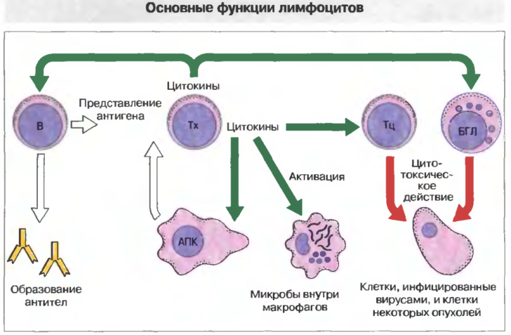 funkcii-limfocitov-1024x708_cr